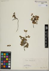 Foto von Salix herbacea L.
